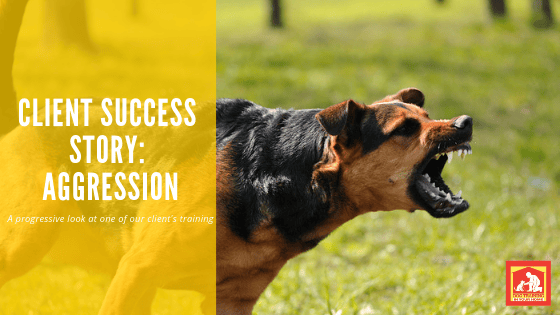 Whether it is towards another dog, towards people, resource guarding, or testing the kids for their place in the pack, we've seen just about everything. With over 20 years' experience, we've also had a lot of success stories! This post shows a 3-part series of progress of one of our clients | Dog Training In Your Home Columbia
