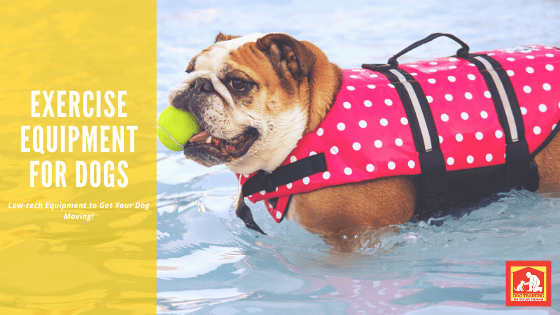 Exercise Equipment for Dogs | Dog Training In Your Home Columbia