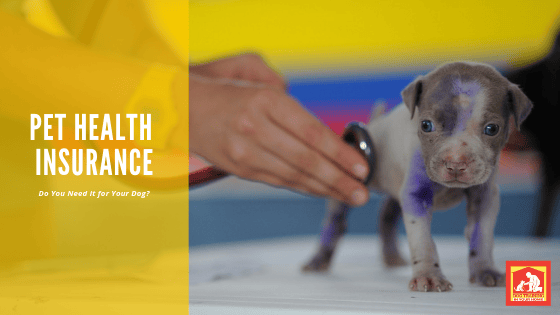 Do You Need Pet Health Insurance? This list can help you decide. | Dog Training In Your Home Columbia