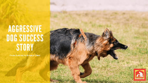 Aggressive Dog Success Story | Dog Training In Your Home Columbia
