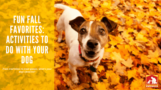 Fall Activities to Dog With Your Dog | Dog Training In Your Home Columbia